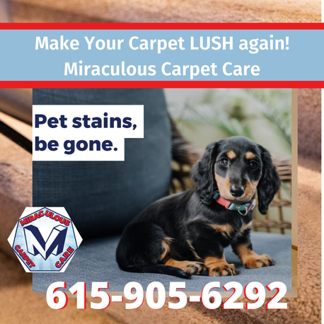 Carpet Pet Odor Removal and Cleaning Service