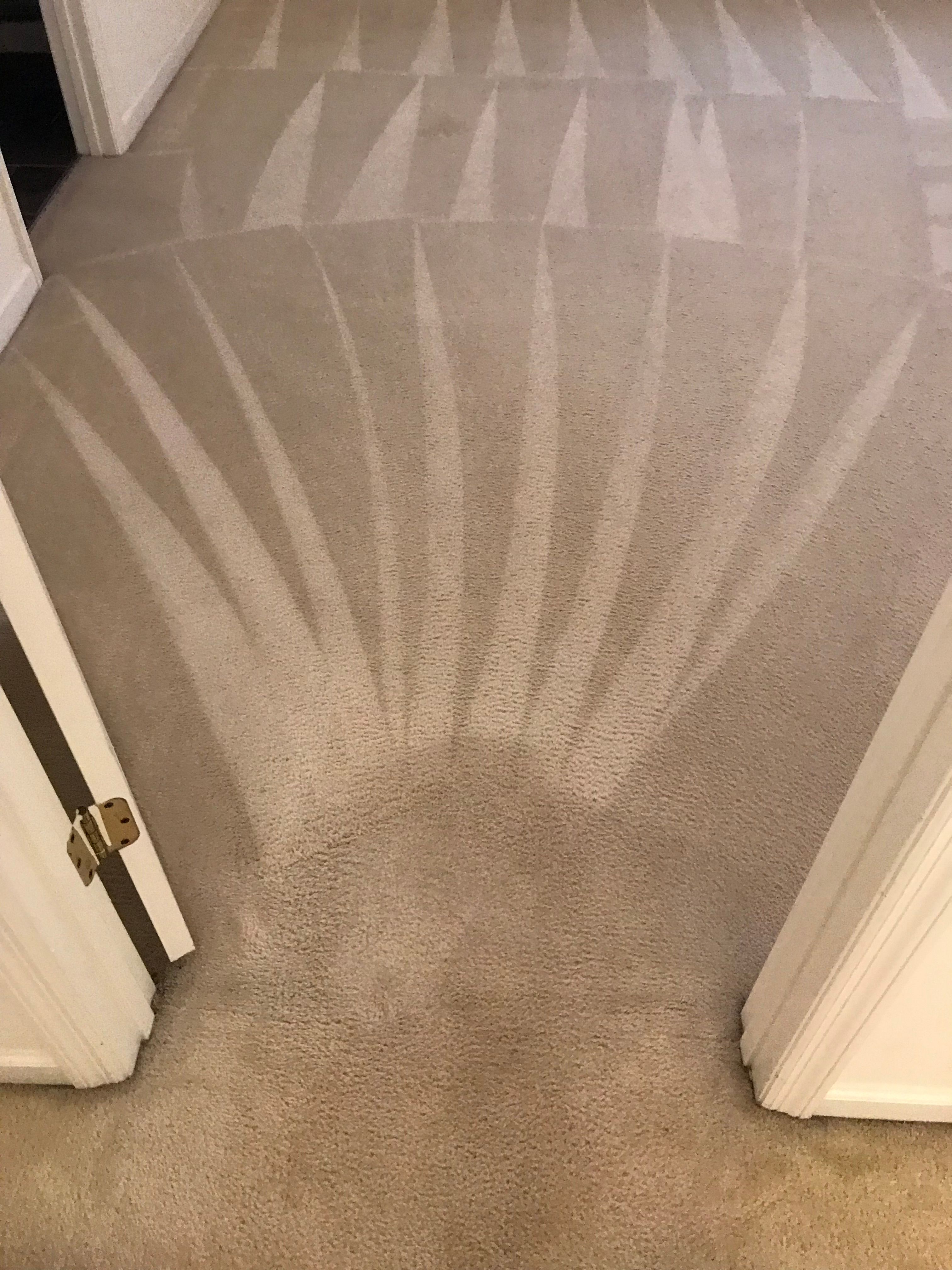 Freshly cleaned carpet with neat fan-shaped grooming marks
