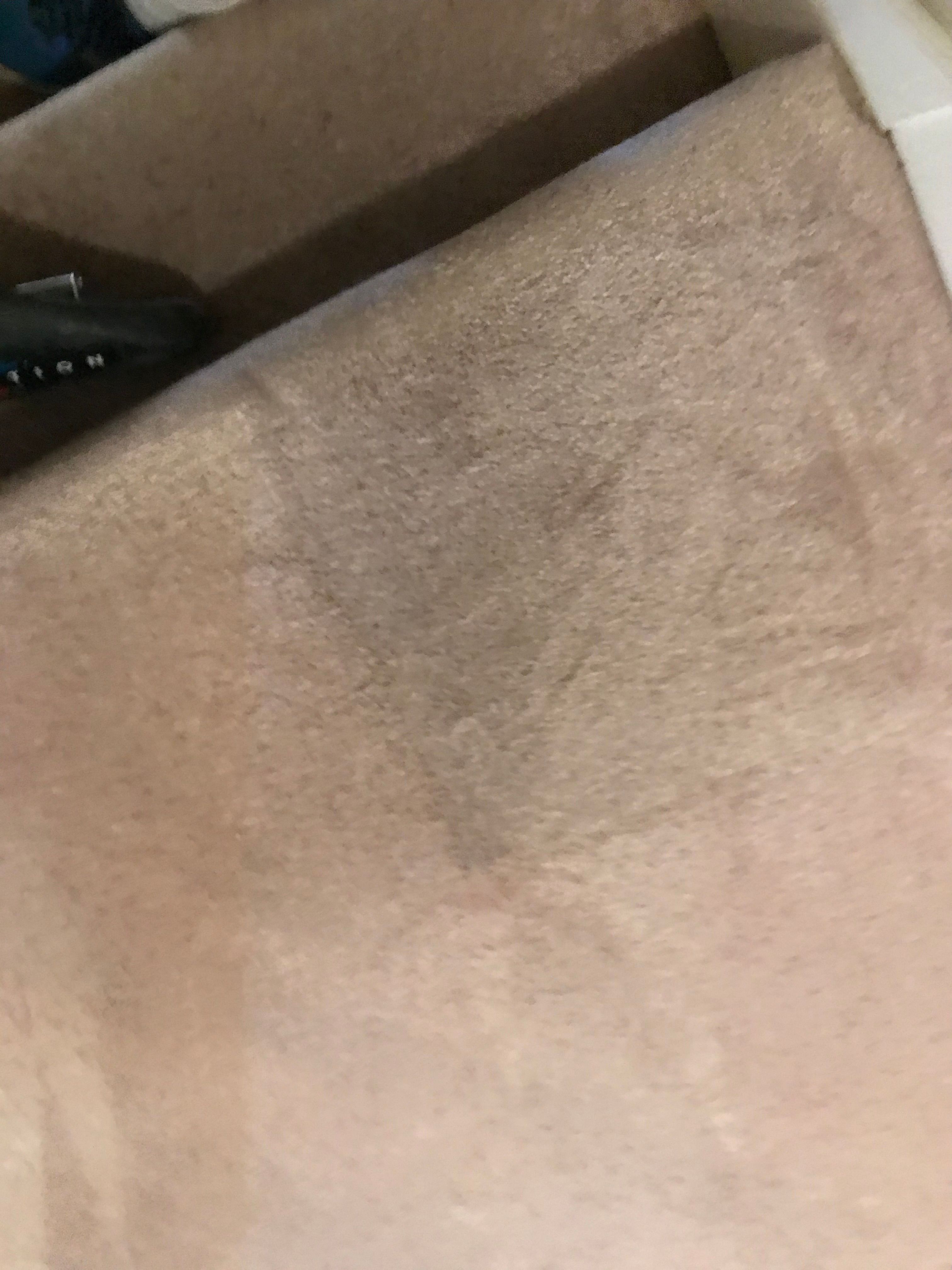 Carpet after stain treatment, honestly showing a faint residual spot near a cleaned area