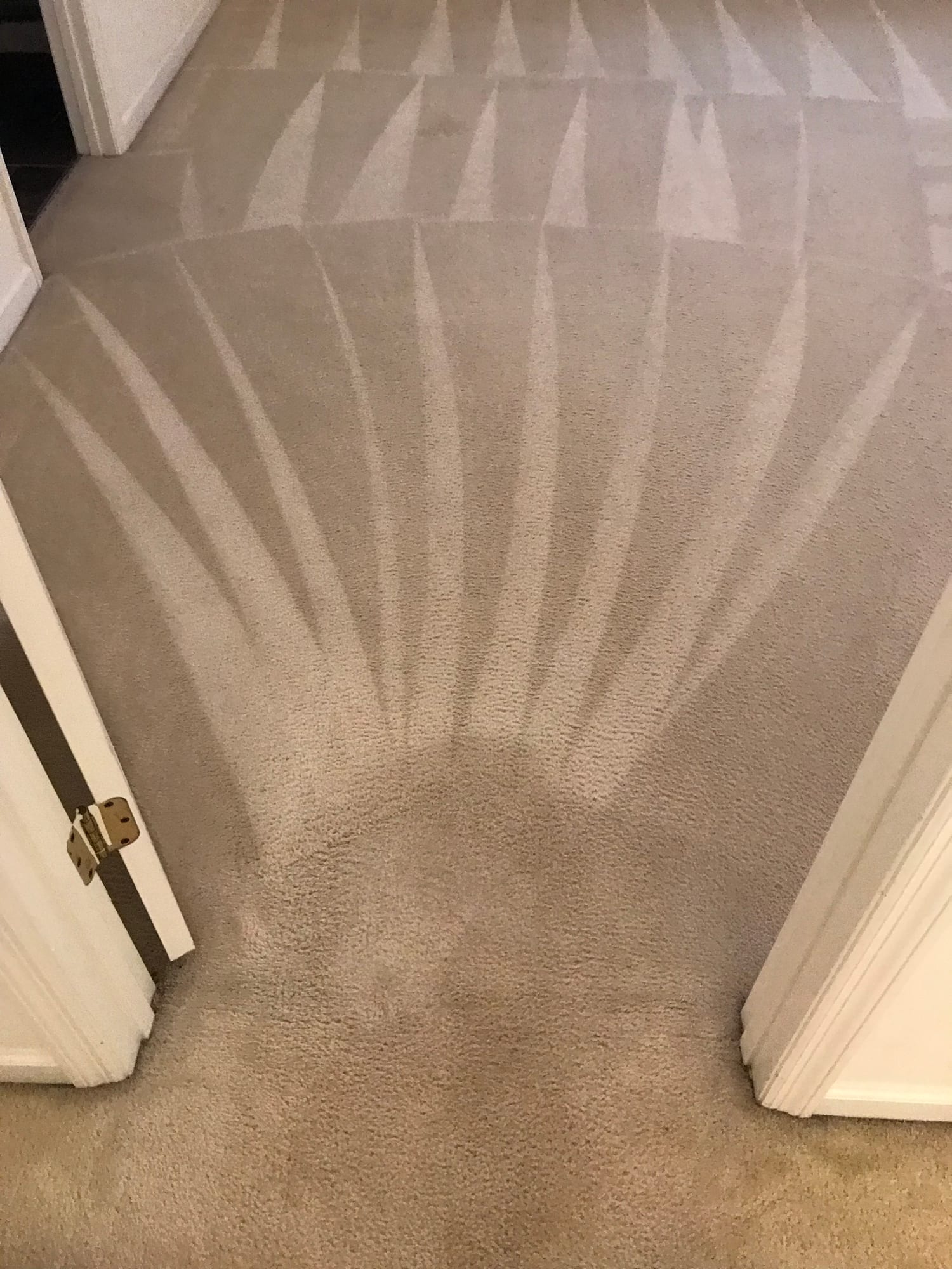 Freshly cleaned carpet with neat fan-shaped grooming marks